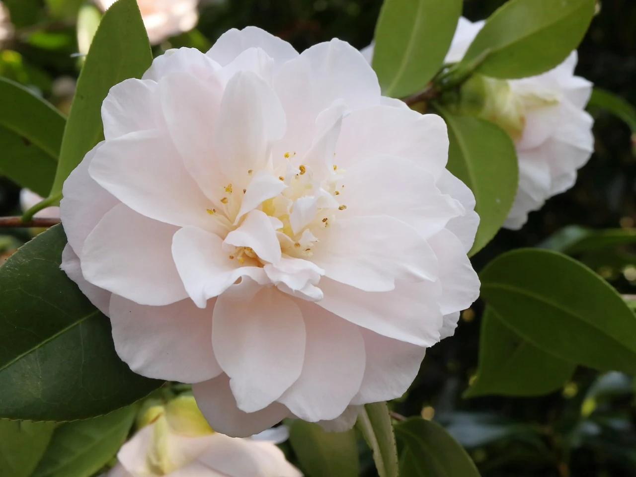 C. japonica 'Coed'